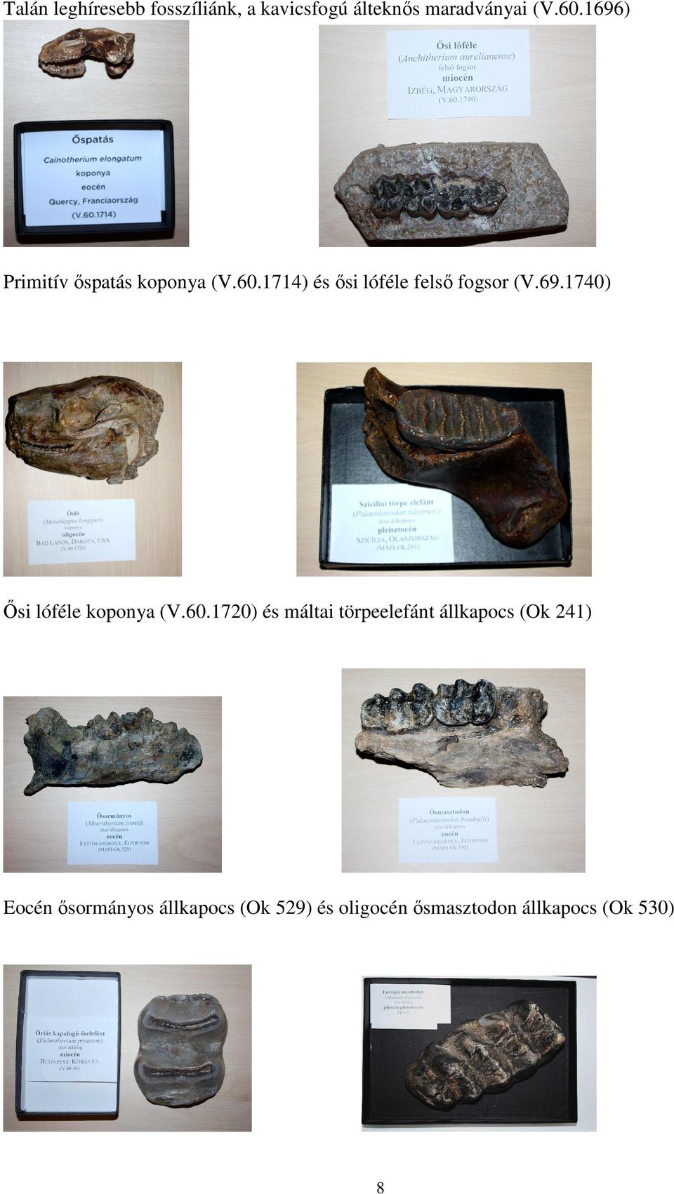 60.1720) és máltai törpeelefánt állkapocs (Ok 241) Eocén ősormányos