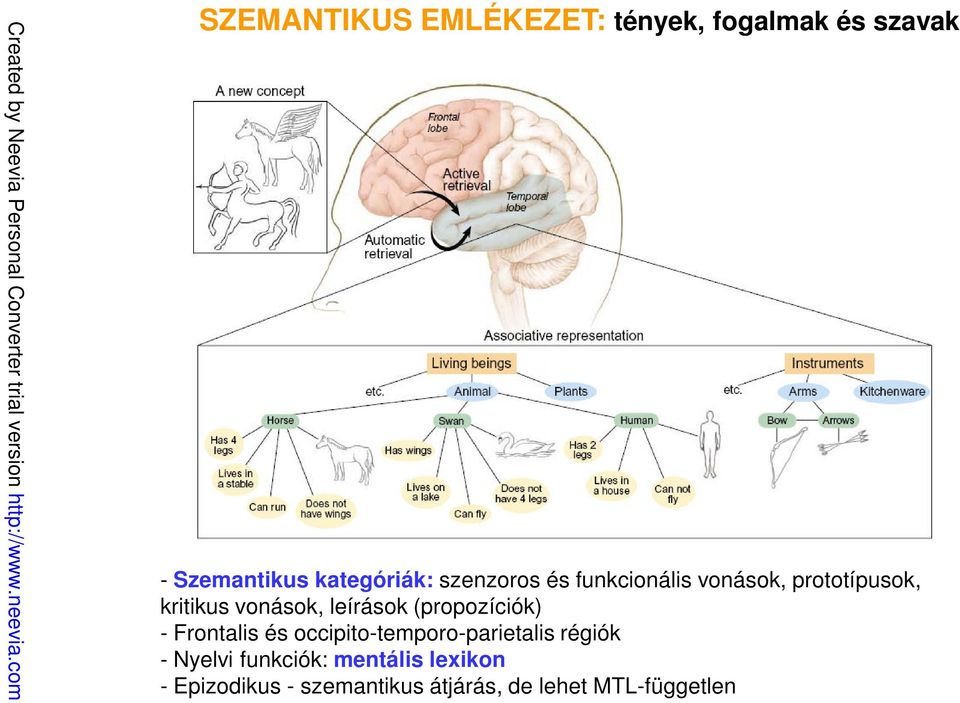 (propozíciók) - Frontalis és occipito-temporo-parietalis régiók - Nyelvi