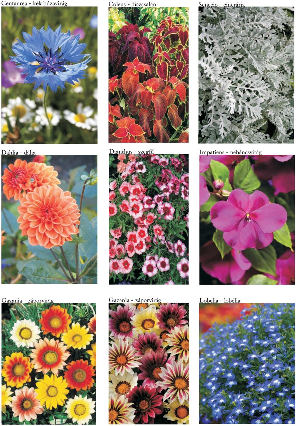 szegfű Impatiens - nebáncsvirág Gazania -