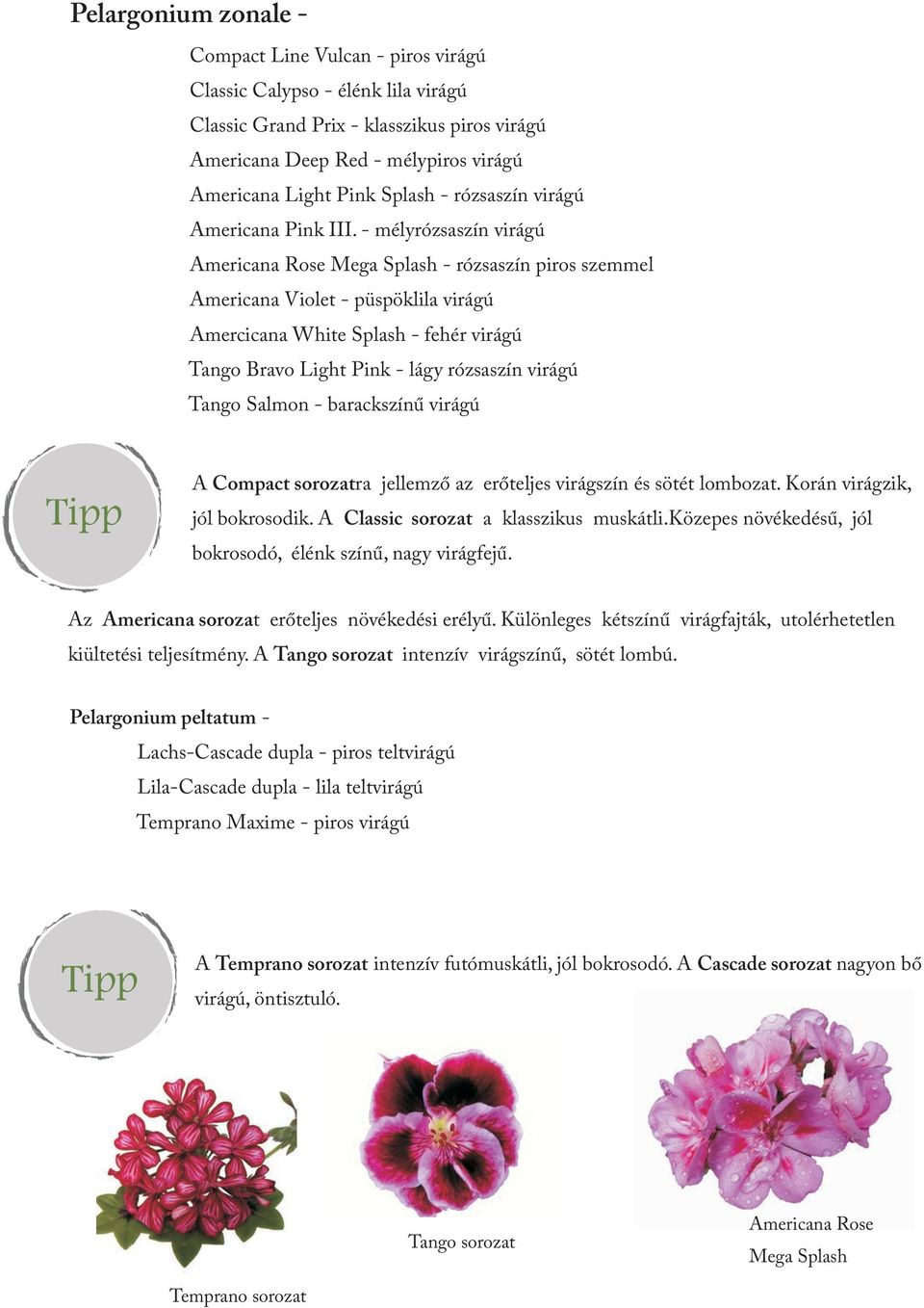 - mélyrózsaszín virágú Americana Rose Mega Splash - rózsaszín piros szemmel Americana Violet - püspöklila virágú Amercicana White Splash - fehér virágú Tango Bravo Light Pink - lágy rózsaszín virágú