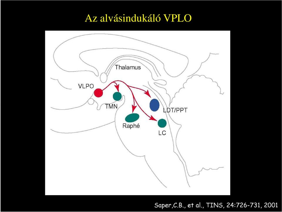 vetületei Saper,C.B.