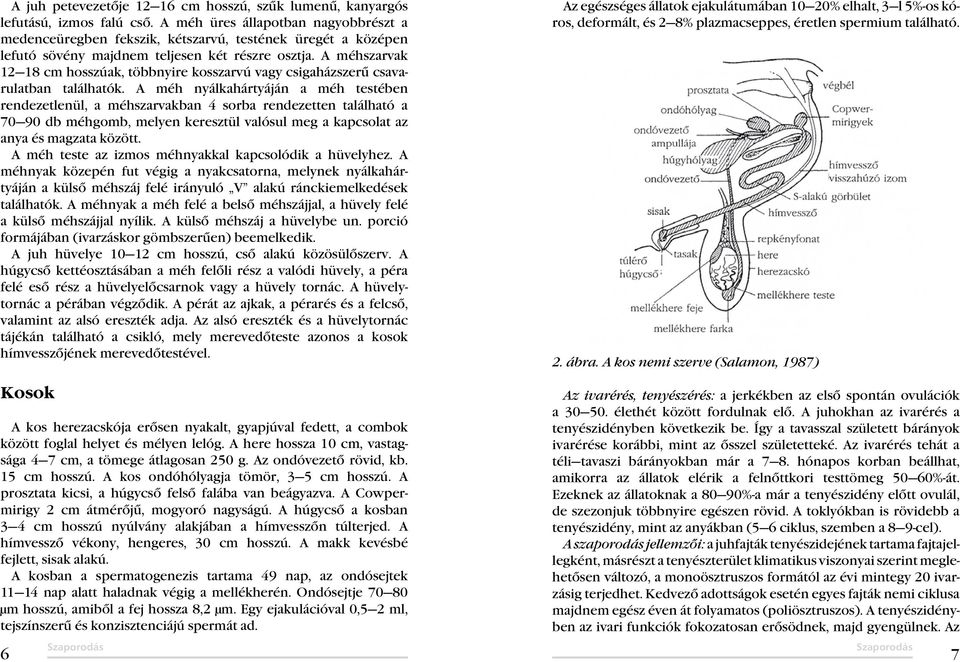 A méhszarvak 12 18 cm hosszúak, többnyire kosszarvú vagy csigaházszerű csavarulatban találhatók.