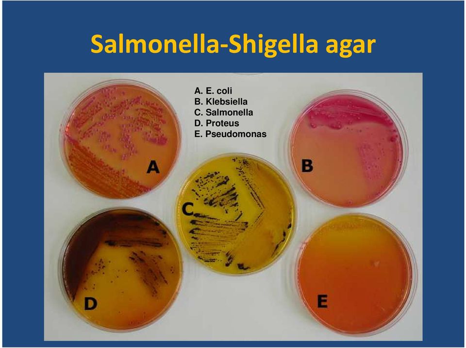 Klebsiella C.