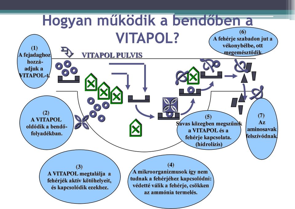 (5) Savas közegben megszűnik a VITAPOL és a fehérje kapcsolata. (hidrolízis) (7) Az aminosavak felszívódnak.
