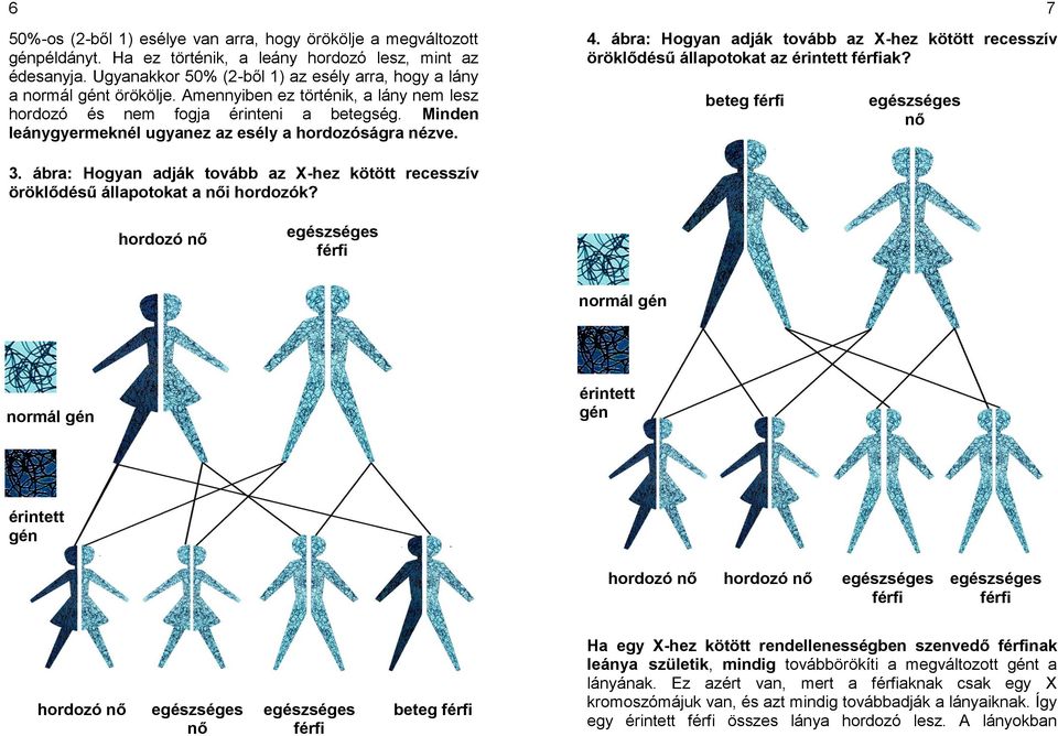 Minden leánygyermeknél ugyanez az esély a hordozóságra nézve. 4. ábra: Hogyan adják tovább az X-hez kötött recesszív öröklődésű állapotokat az érintett ak? beteg nő 7 3.