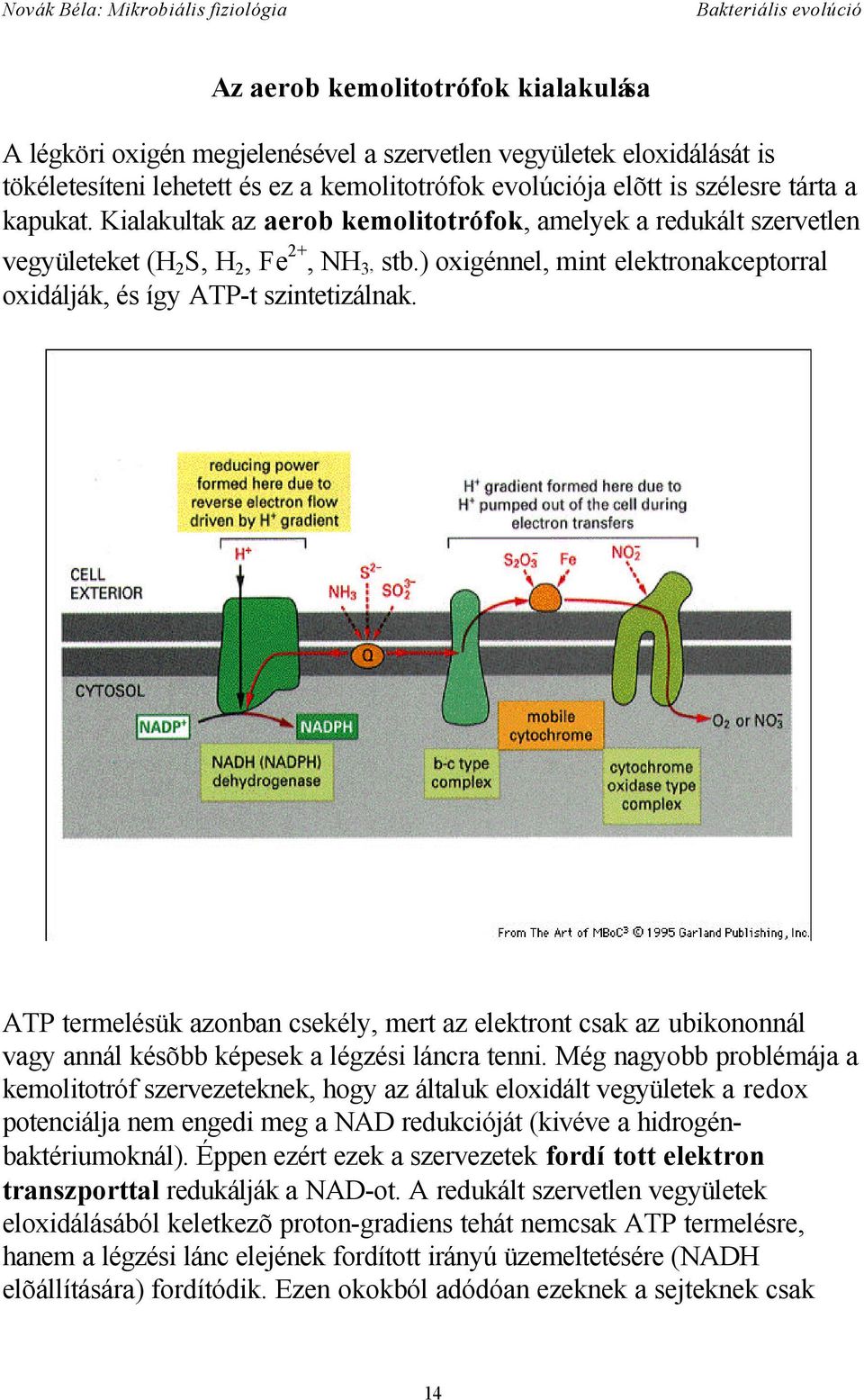 ATP termelésük azonban csekély, mert az elektront csak az ubikononnál vagy annál késõbb képesek a légzési láncra tenni.