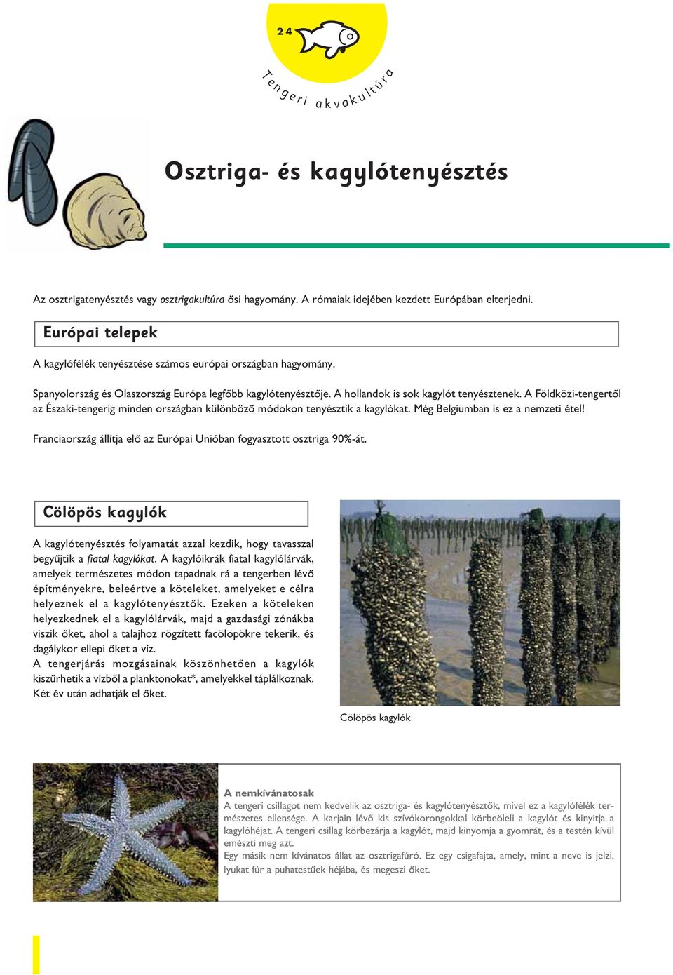 A Földközi-tengertôl az Északi-tengerig minden országban különbözô módokon tenyésztik a kagylókat. Még Belgiumban is ez a nemzeti étel!