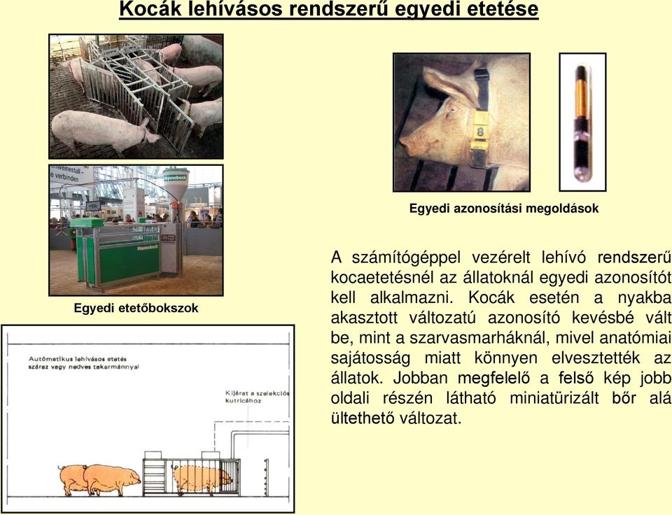 Kocák esetén a nyakba akasztott változatú azonosító kevésbé vált be, mint a szarvasmarháknál, mivel anatómiai