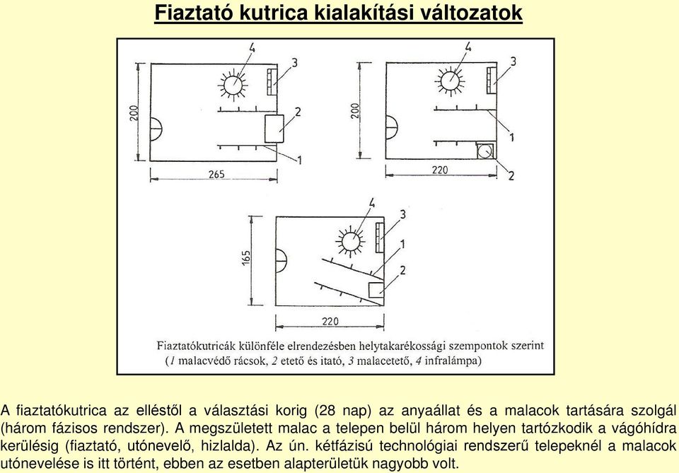 A megszületett malac a telepen belül három helyen tartózkodik a vágóhídra kerülésig (fiaztató,