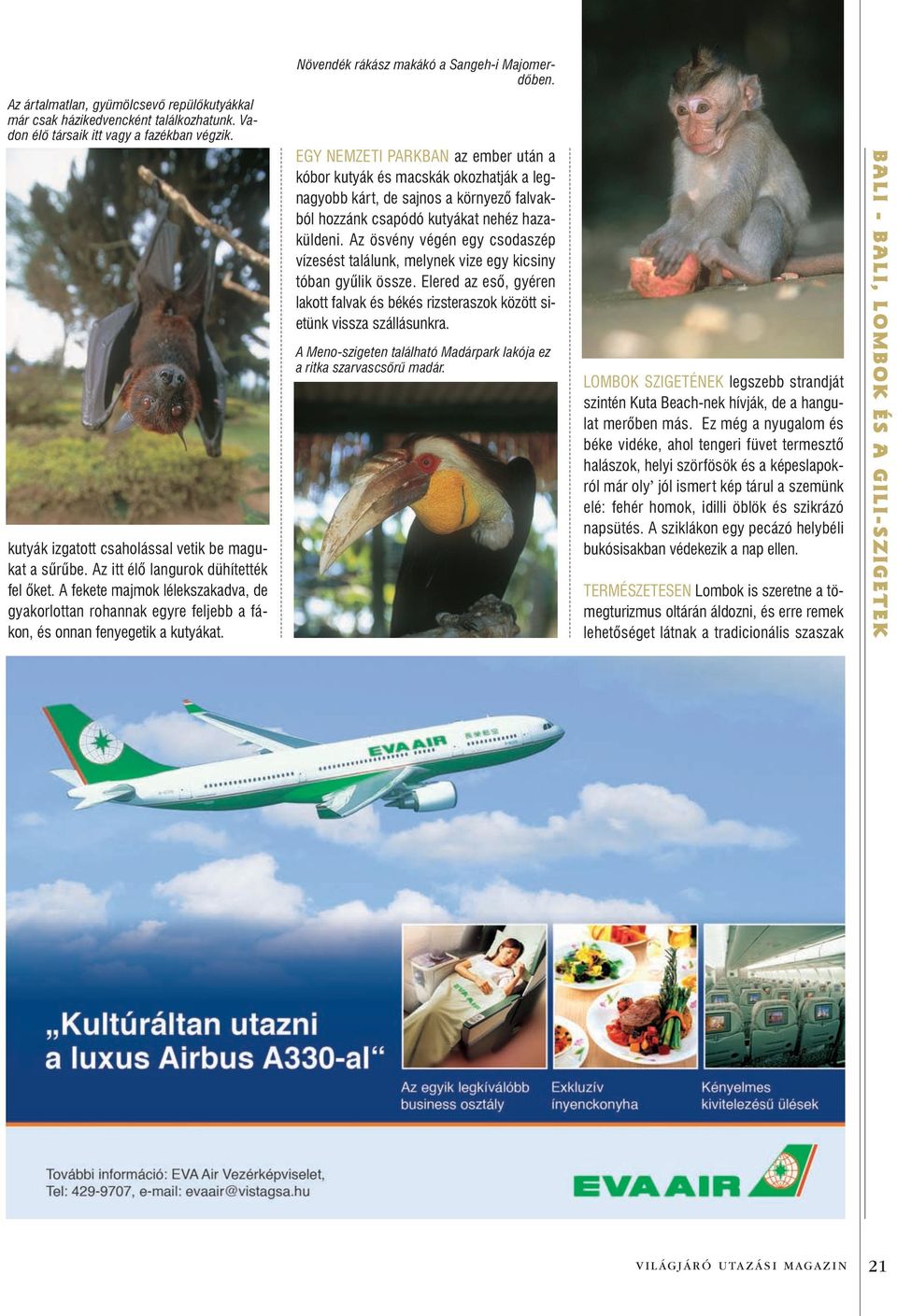 A fekete majmok lélekszakadva, de gyakorlottan rohannak egyre feljebb a fákon, és onnan fenyegetik a kutyákat.
