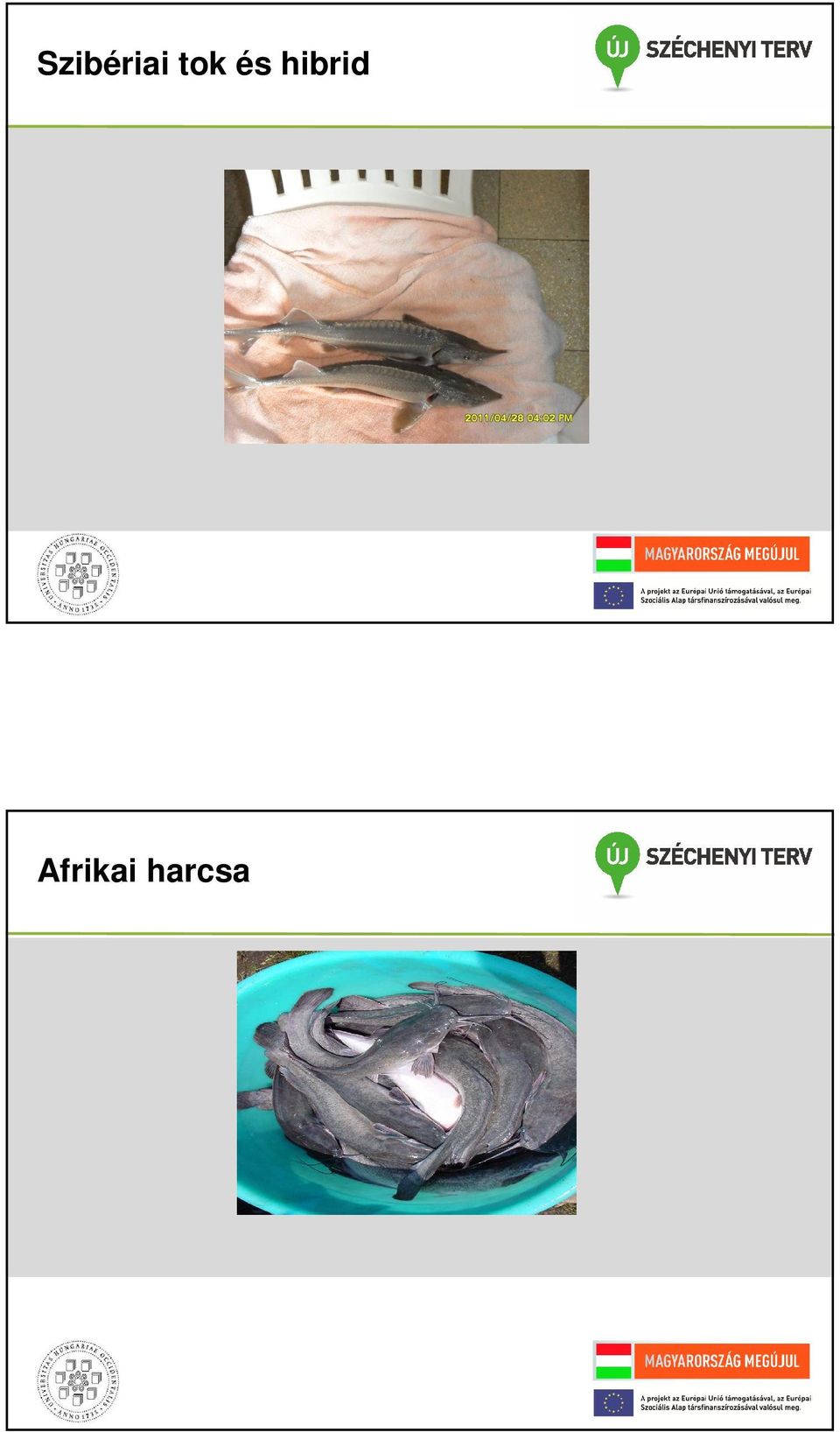 hibrid