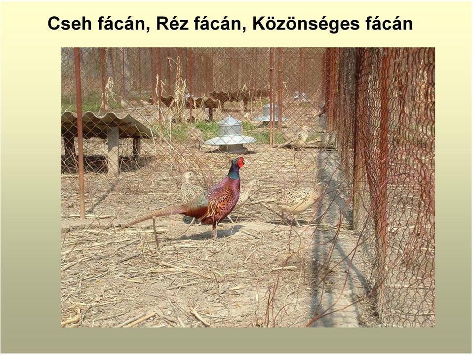 Réz 
