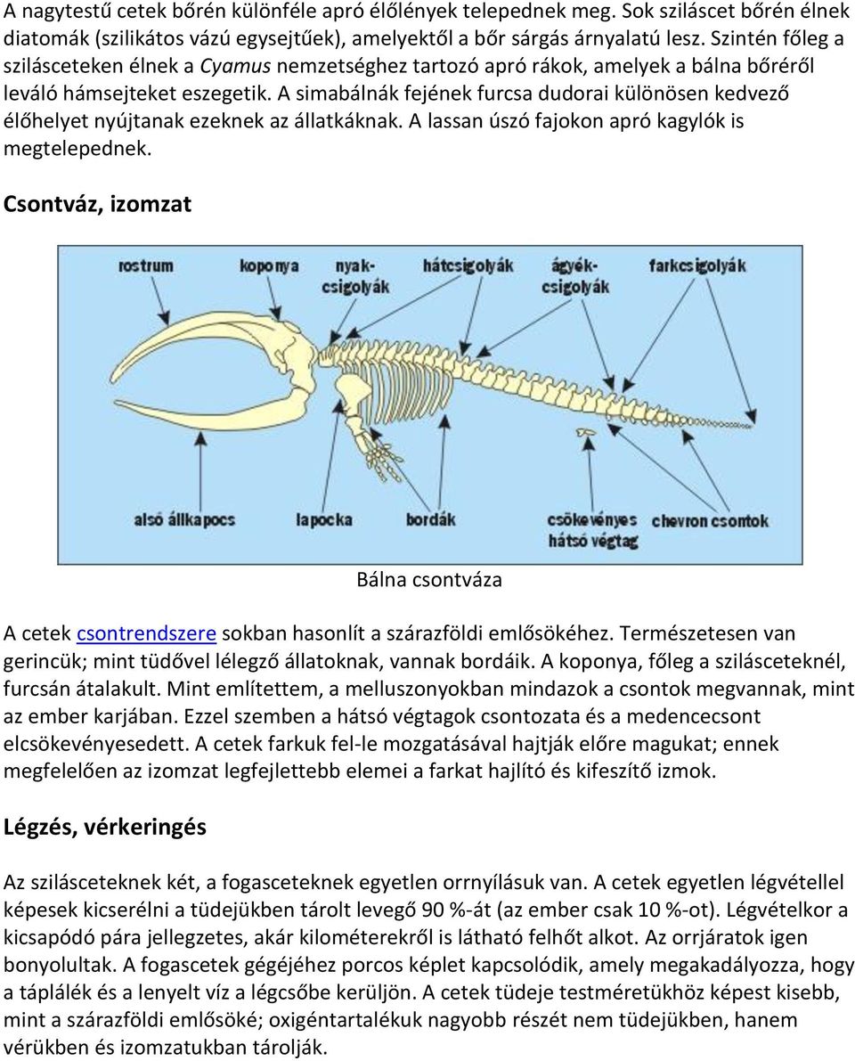 A simabálnák fejének furcsa dudorai különösen kedvező élőhelyet nyújtanak ezeknek az állatkáknak. A lassan úszó fajokon apró kagylók is megtelepednek.