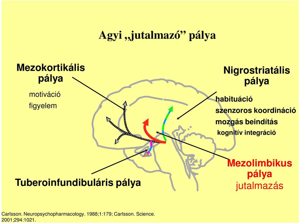 kognitív integráció Tuberoinfundibuláris pálya Mezolimbikus pálya