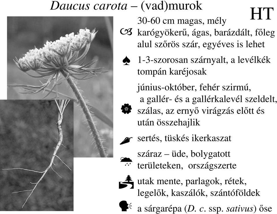 szeldelt, szálas, az ernyı virágzás elıtt és után összehajlik sertés, tüskés ikerkaszat száraz üde, bolygatott