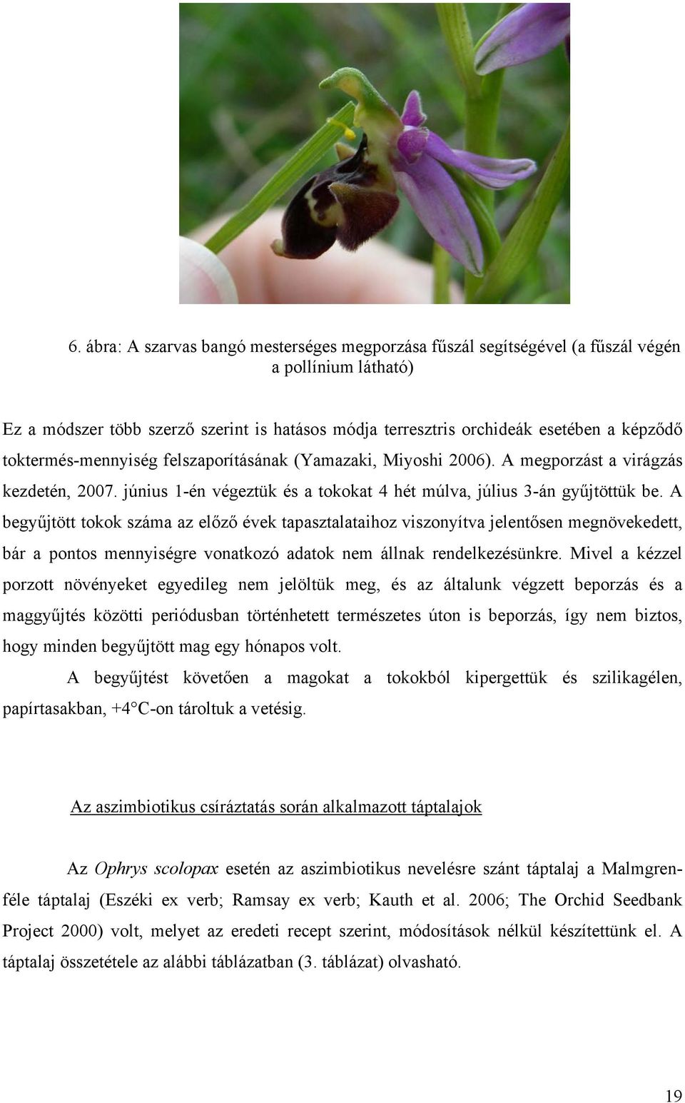 A begyűjtött tokok száma az előző évek tapasztalataihoz viszonyítva jelentősen megnövekedett, bár a pontos mennyiségre vonatkozó adatok nem állnak rendelkezésünkre.
