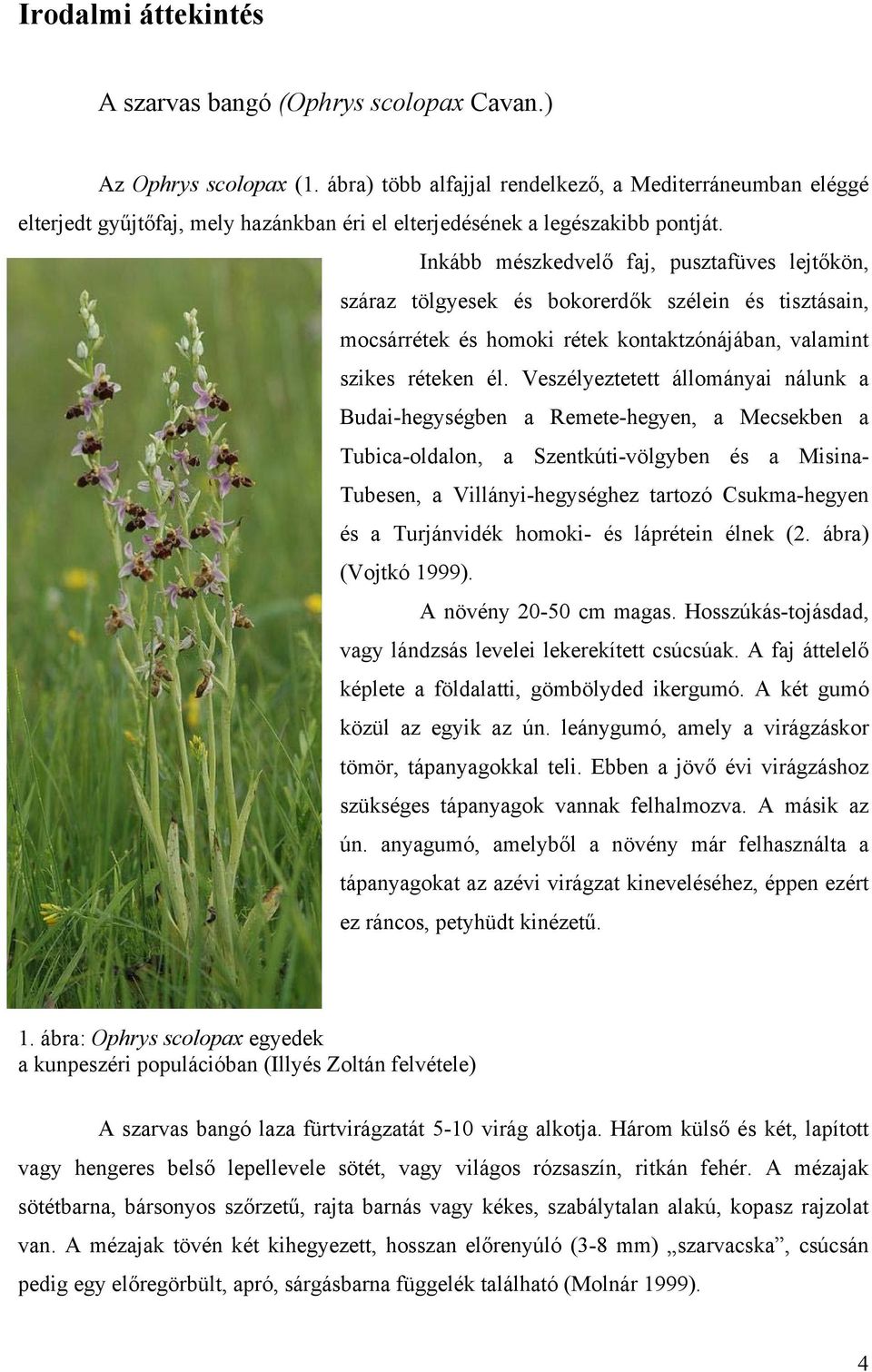 Inkább mészkedvelő faj, pusztafüves lejtőkön, száraz tölgyesek és bokorerdők szélein és tisztásain, mocsárrétek és homoki rétek kontaktzónájában, valamint szikes réteken él.