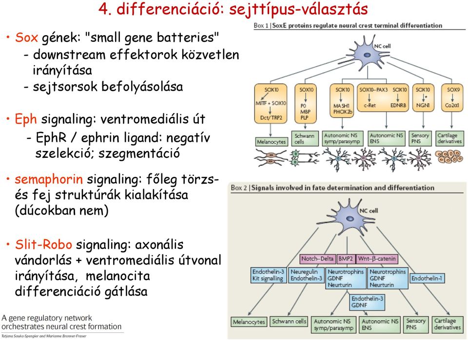 negatív szelekció; szegmentáció semaphorin signaling: főleg törzsés fej struktúrák kialakítása (dúcokban