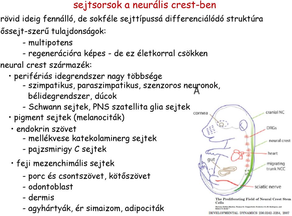 szenzoros neuronok, bélidegrendszer, dúcok - Schwann sejtek, PNS szatellita glia sejtek pigment sejtek (melanociták) endokrin szövet - mellékvese