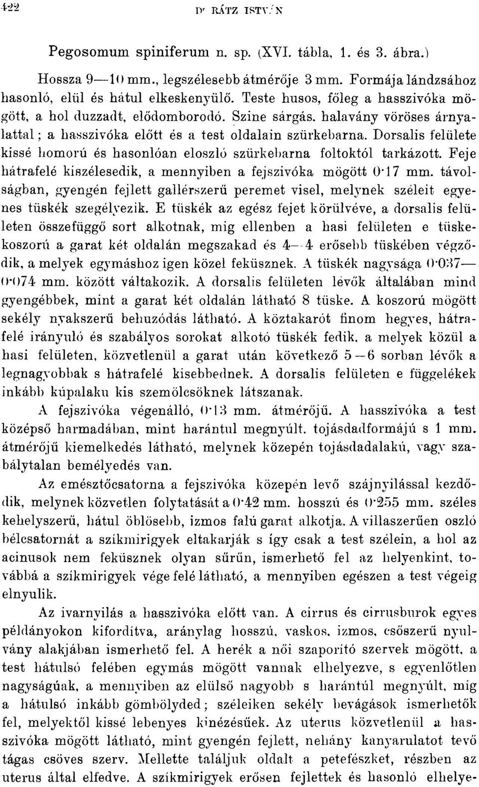 Dorsalis felülete kissé homorú és hasonlóan eloszló szürkebarna foltoktól tarkázott. Feje hátrafelé kiszélesedik, a mennyiben a fejszivóka mögött 0*17 mm.