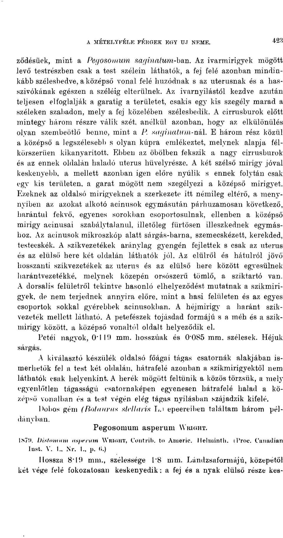 elterülnek. Az ivarnyilástöl kezdve azután teljesen elfoglalják a garatig a területet, csakis eg} r kis szegély marad a széleken szabadon, mely a fej közelében szélesbedik.