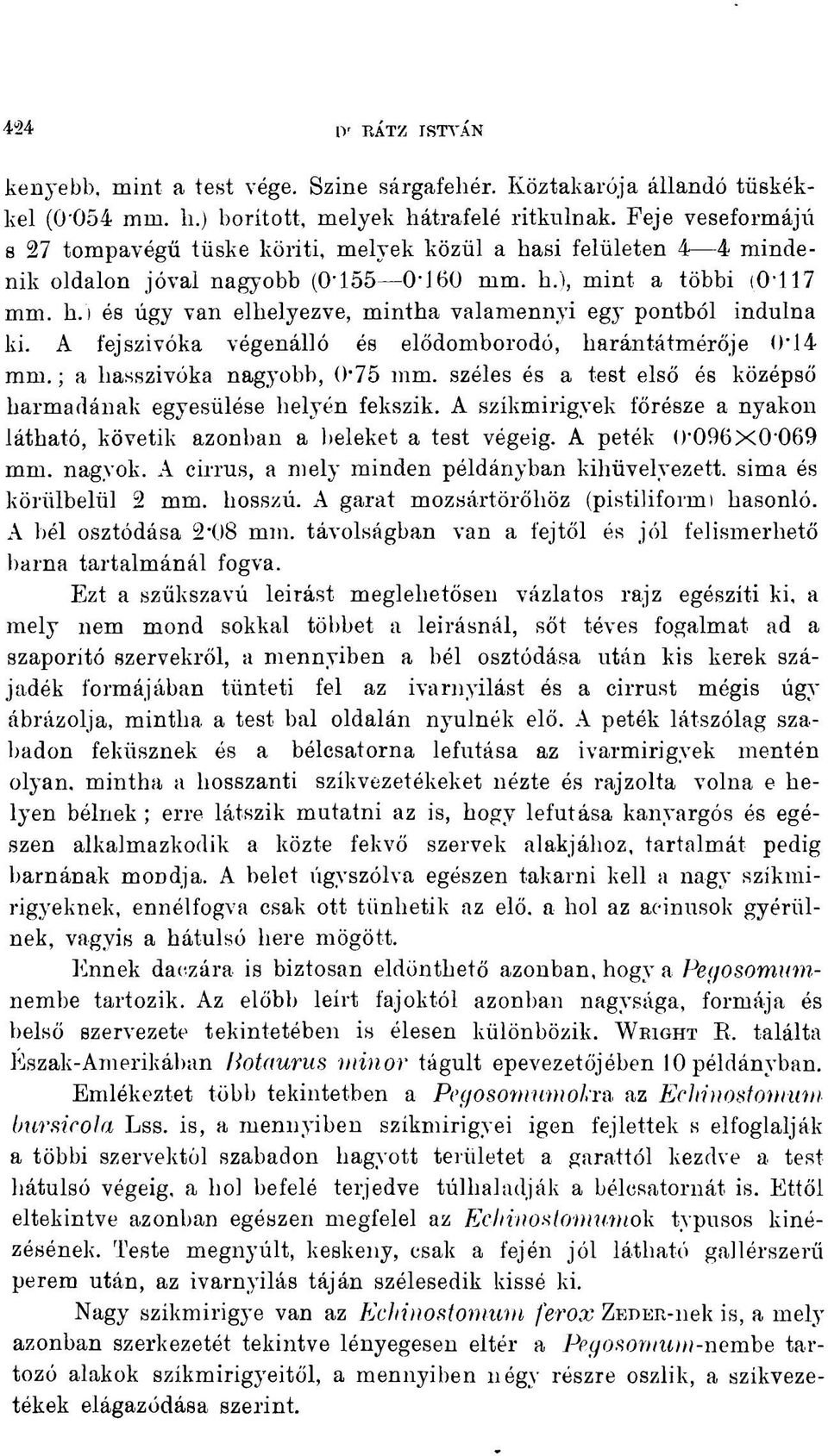 A fejszivóka végenálló és elődomborodó, harántátmérője 0*14 mm. ; a hasszivóka nagyobb, 0'75 mm. széles és a test első és középső harmadának egyesülése helyén fekszik.