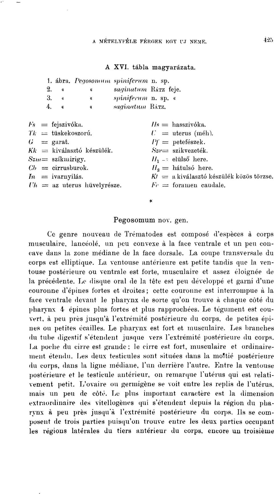 In = ivarnyilás. Kl = a kiválasztó készülék közös törzse. Uh az uterus büvelyrésze. -Fr = foramen caudale. Pegosomum nov. gen.