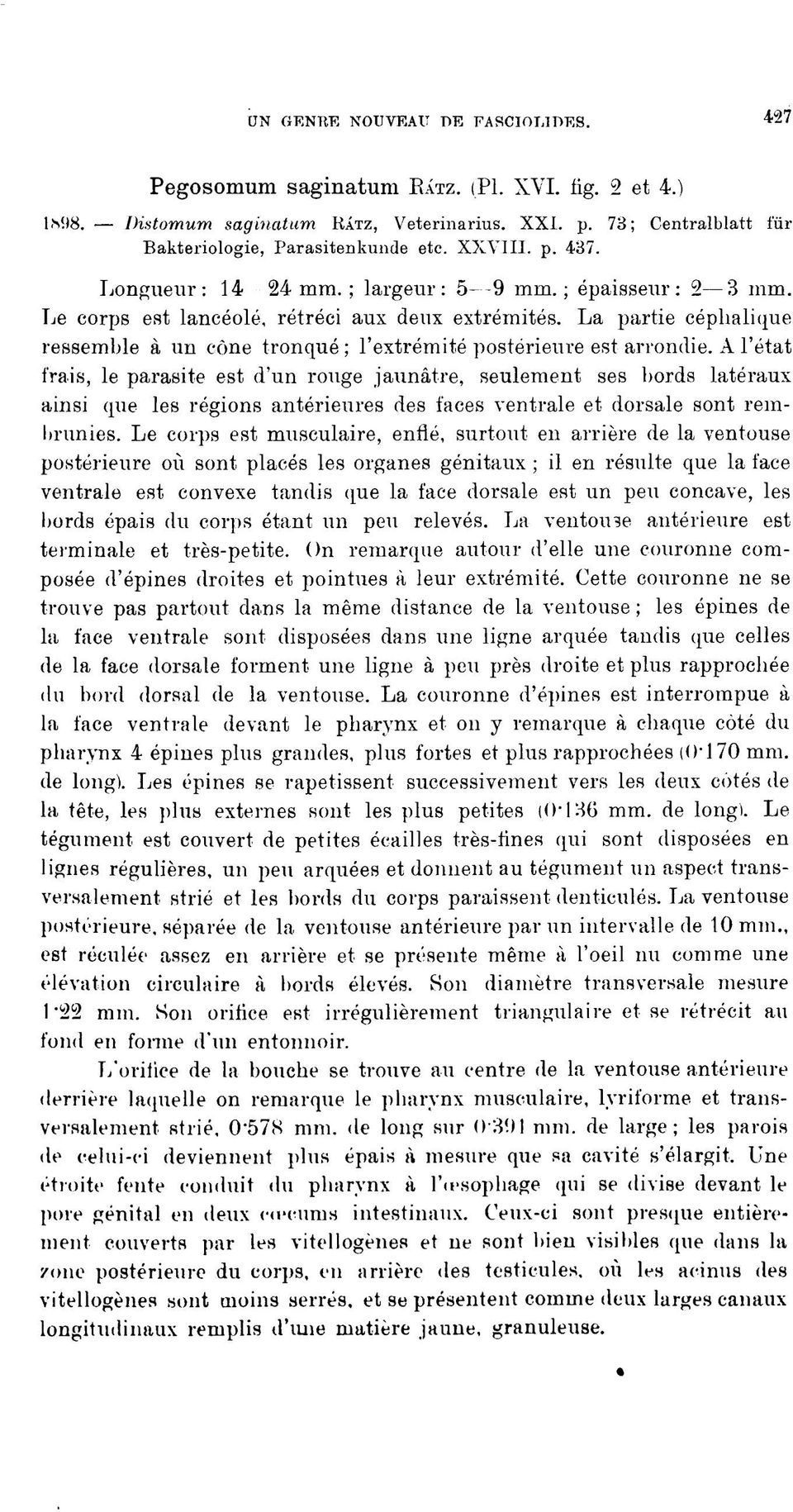 La partie céphalique ressemble à un cône tronqué ; l'extrémité postérieure est arrondie.