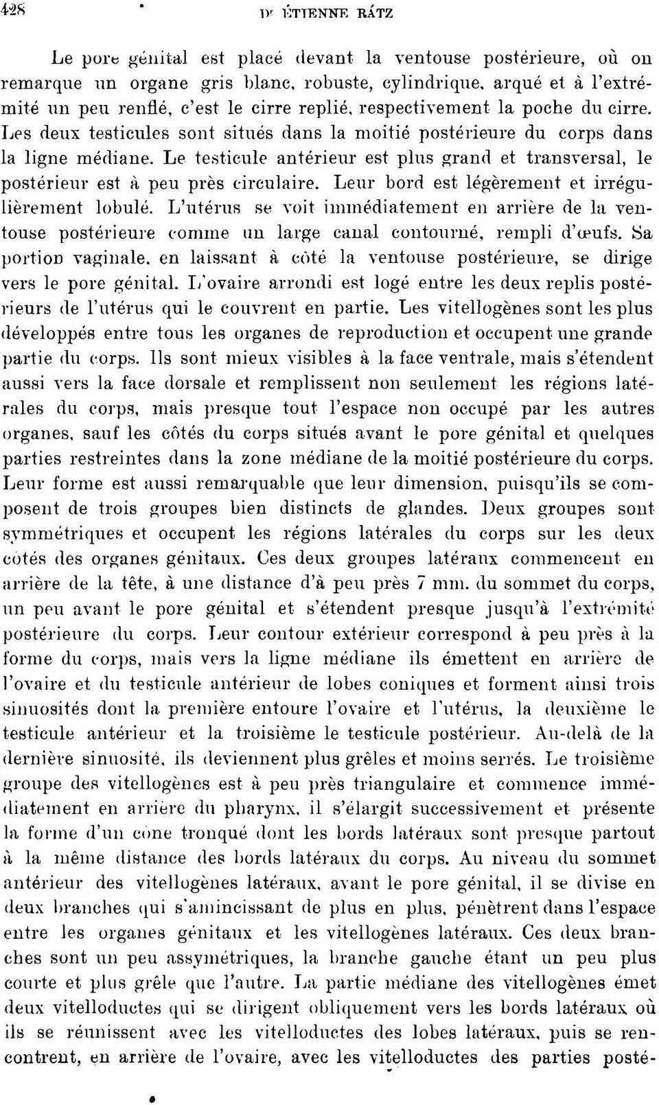 Le testicule antérieur est plus grand et transversal, le postérieur est à peu près circulaire. Leur bord est légèrement et irrégulièrement lobulé.
