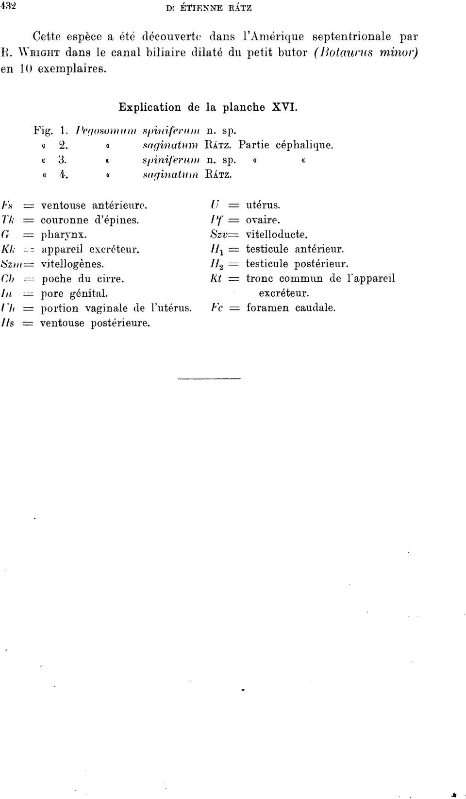 77.- = couronne d'épines. G = pharynx. KI,- appareil excréteur. Szm=M vitellogènes. Cb = poche du cirre. In pore génital. Uh = portion vaginale de l'utérus.