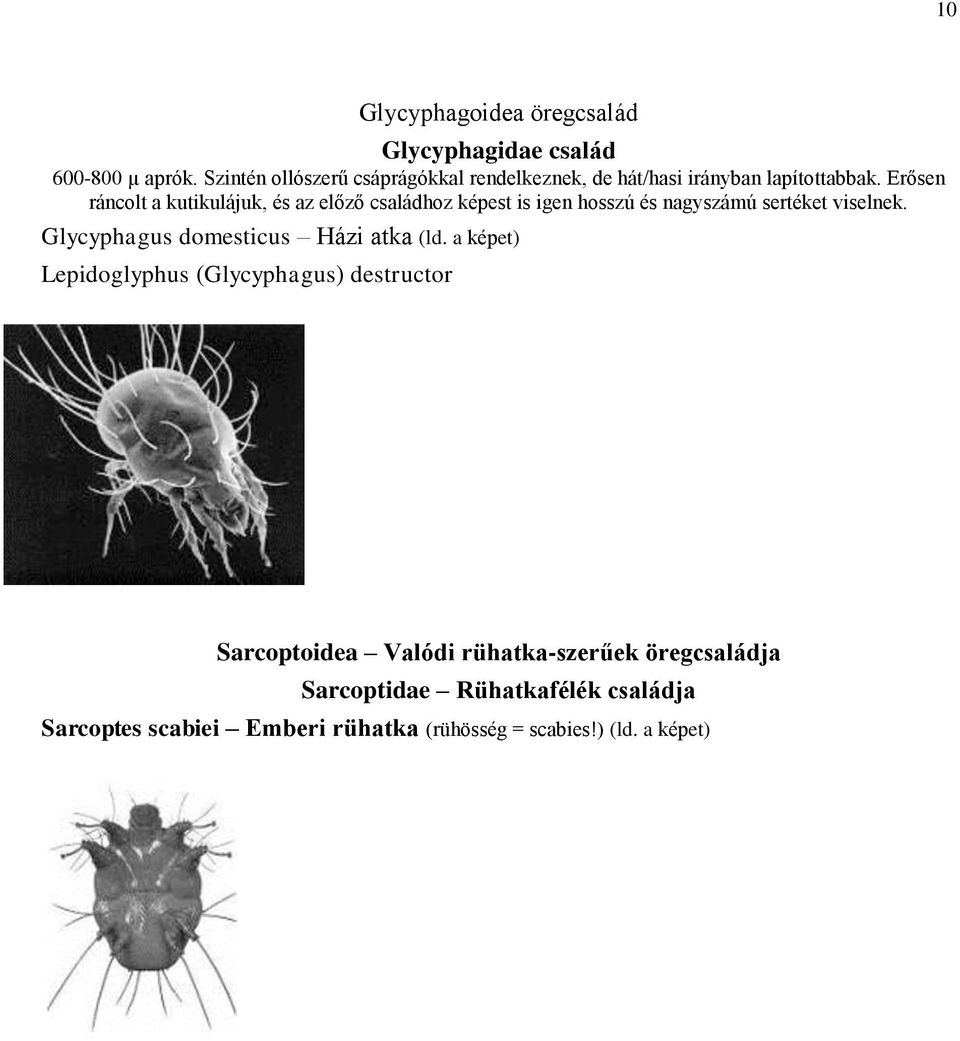 Erősen ráncolt a kutikulájuk, és az előző családhoz képest is igen hosszú és nagyszámú sertéket viselnek.