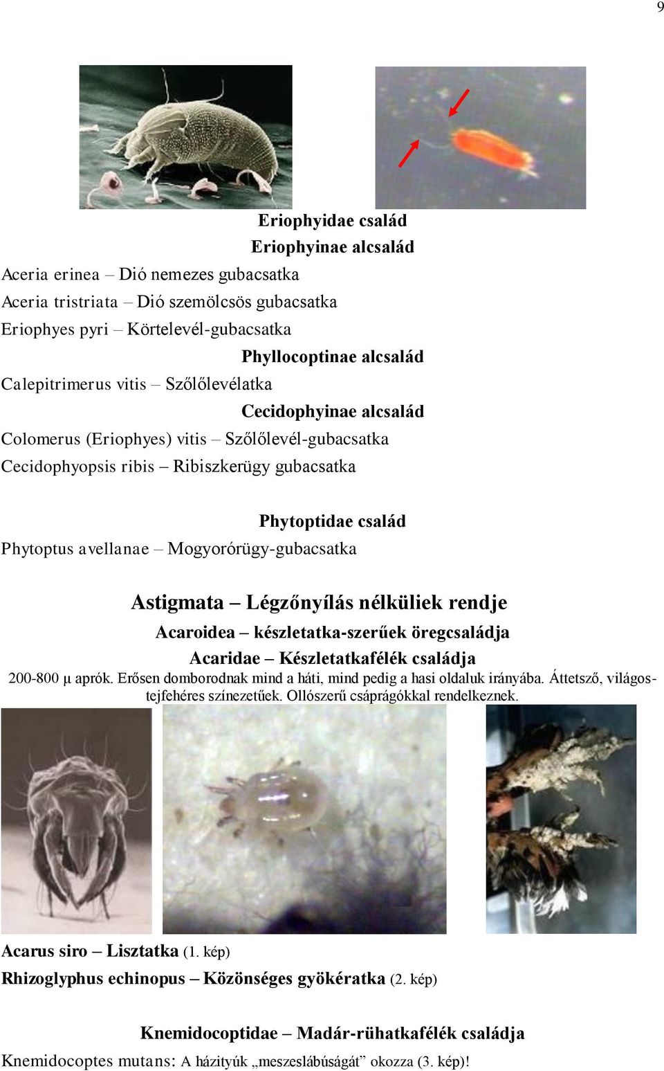 Mogyorórügy-gubacsatka Astigmata Légzőnyílás nélküliek rendje Acaroidea készletatka-szerűek öregcsaládja Acaridae Készletatkafélék családja 200-800 µ aprók.