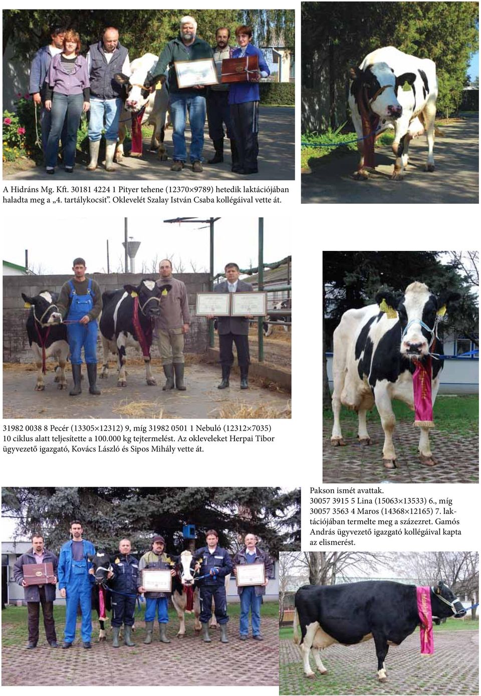 31982 0038 8 Pecér (13305 12312) 9, míg 31982 0501 1 Nebuló (12312 7035) 10 ciklus alatt teljesítette a 100.000 kg tejtermelést.