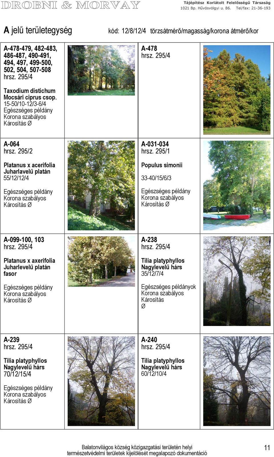 295/2 55/12/12/4 A-031-034 Populus simonii 33-40/15/6/3 A-099-100, 103 Platanus