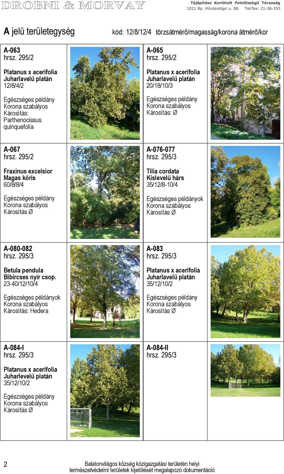 295/2 Fraxinus excelsior Magas kőris 60/8/8/4 A-076-077 Tilia cordata Kislevelű