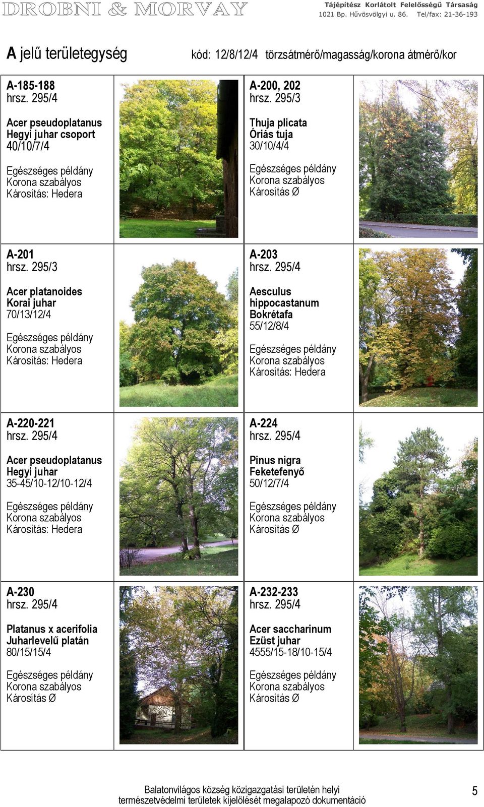 Bokrétafa 55/12/8/4 A-220-221 Acer pseudoplatanus Hegyi juhar 35-45/10-12/10-12/4 A-224 Pinus
