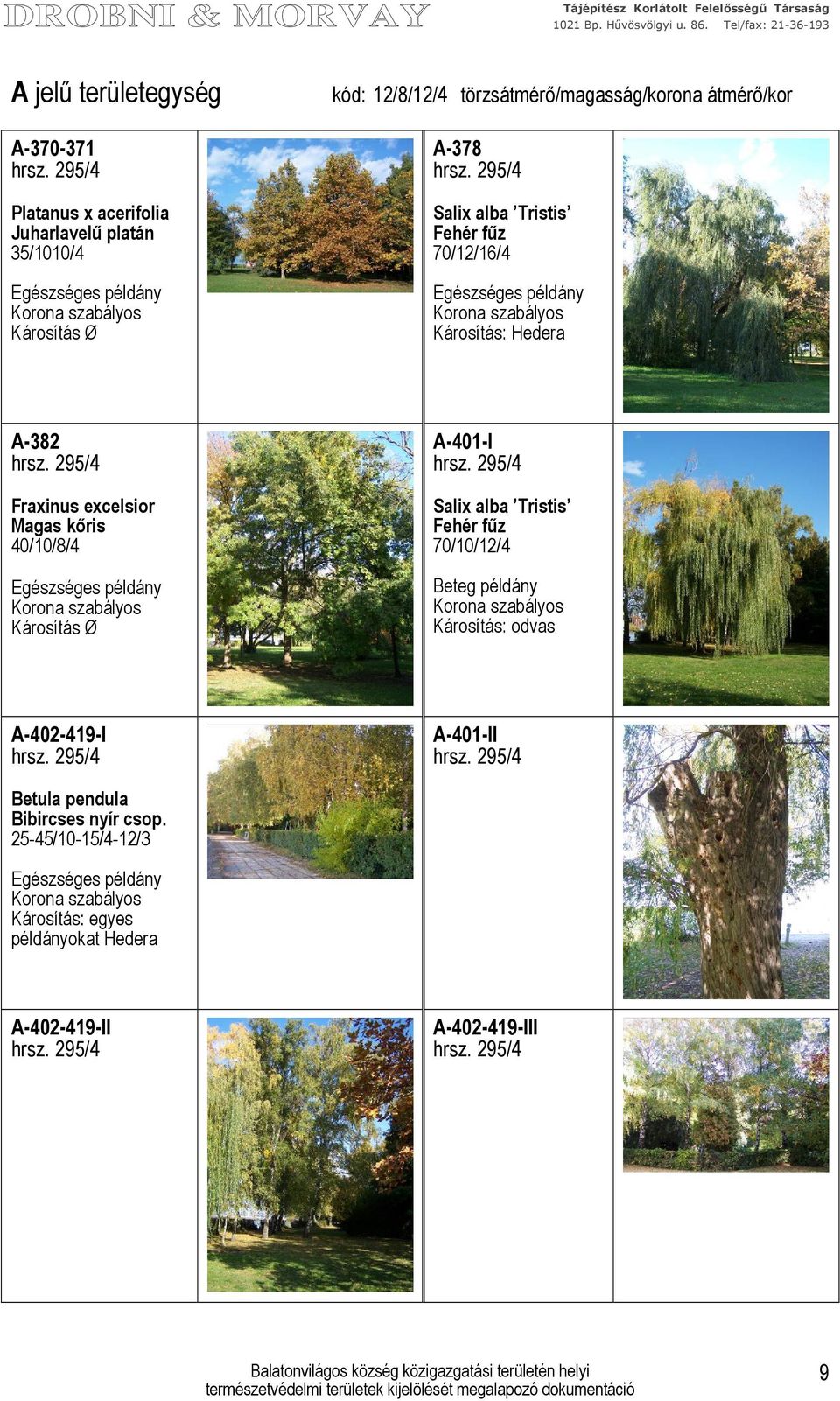 Beteg példány Károsítás: odvas A-402-419-I A-401-II Betula pendula Bibircses nyír