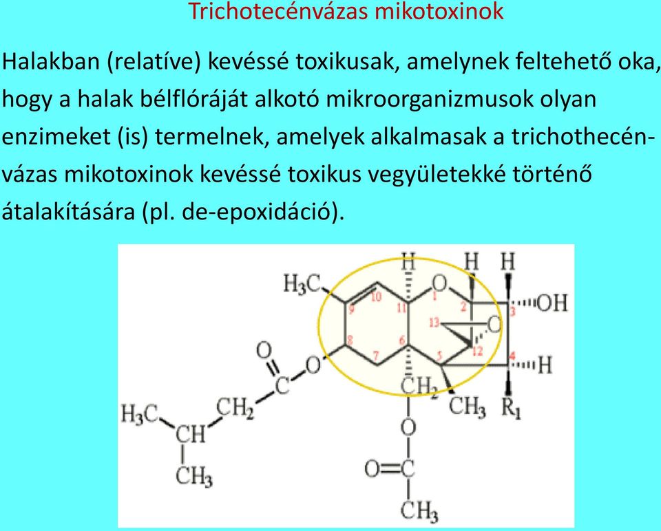 olyan enzimeket (is) termelnek, amelyek alkalmasak a trichothecénvázas