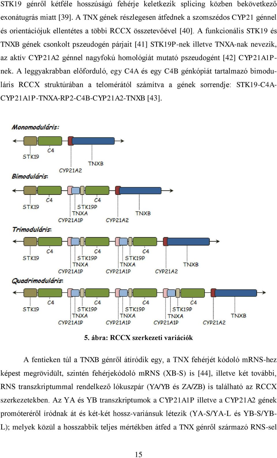 A funkcionális STK19 és TNXB gének csonkolt pszeudogén párjait [41] STK19P-nek illetve TNXA-nak nevezik, az aktív CYP21A2 génnel nagyfokú homológiát mutató pszeudogént [42] CYP21A1Pnek.