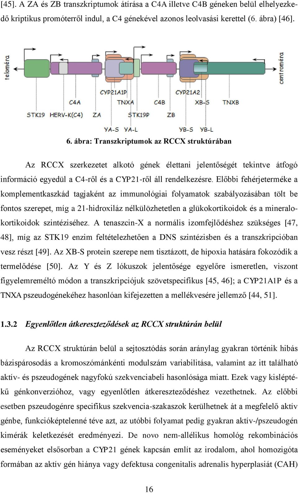 Előbbi fehérjeterméke a komplementkaszkád tagjaként az immunológiai folyamatok szabályozásában tölt be fontos szerepet, míg a 21-hidroxiláz nélkülözhetetlen a glükokortikoidok és a