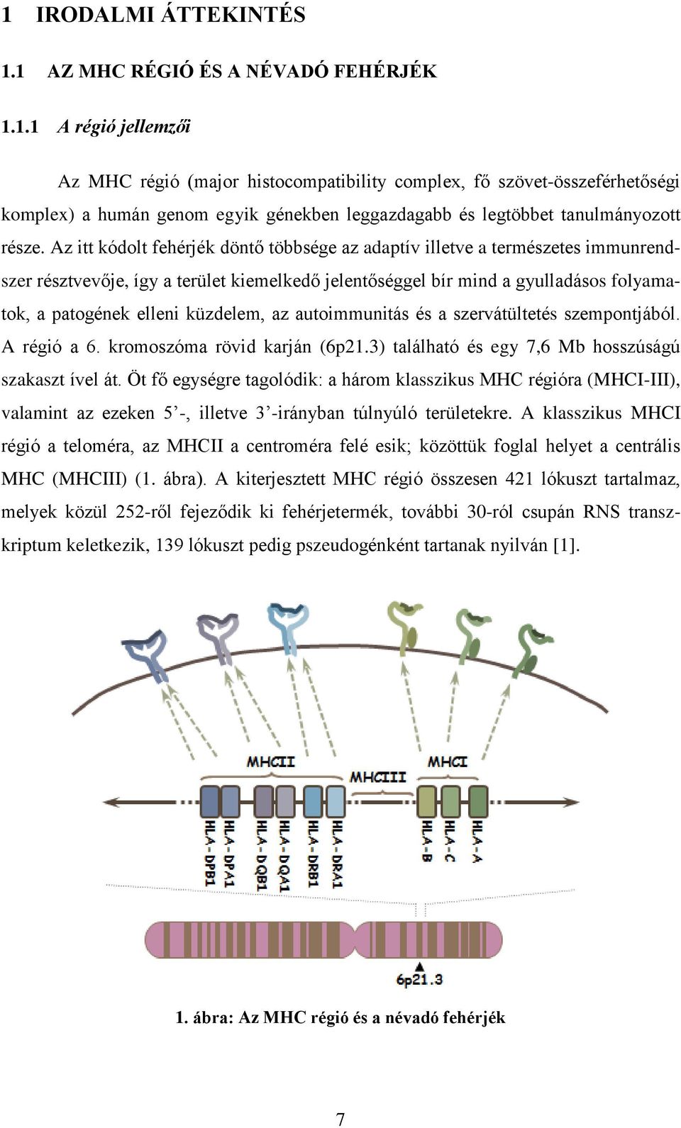 küzdelem, az autoimmunitás és a szervátültetés szempontjából. A régió a 6. kromoszóma rövid karján (6p21.3) található és egy 7,6 Mb hosszúságú szakaszt ível át.
