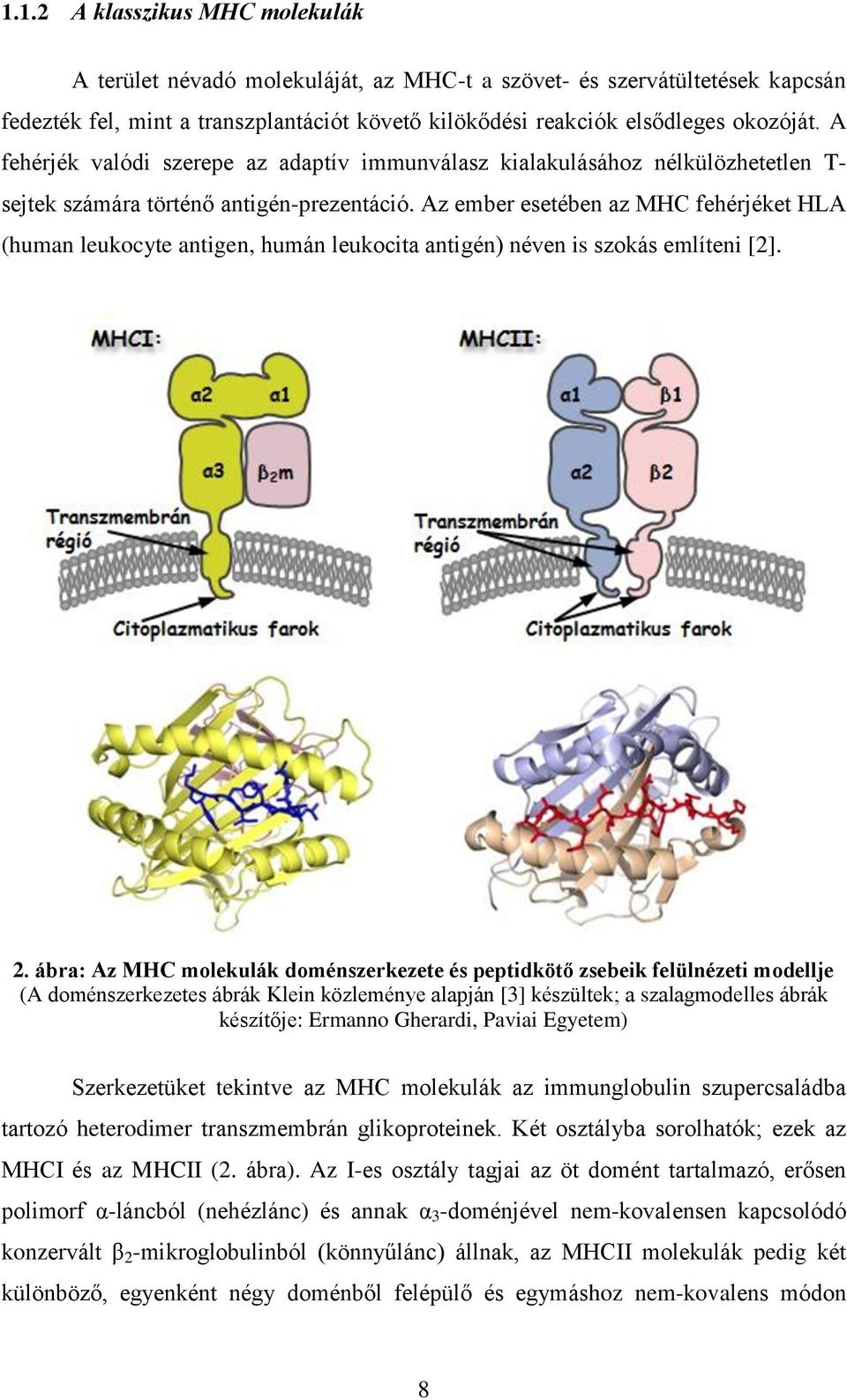 Az ember esetében az MHC fehérjéket HLA (human leukocyte antigen, humán leukocita antigén) néven is szokás említeni [2]. 2.