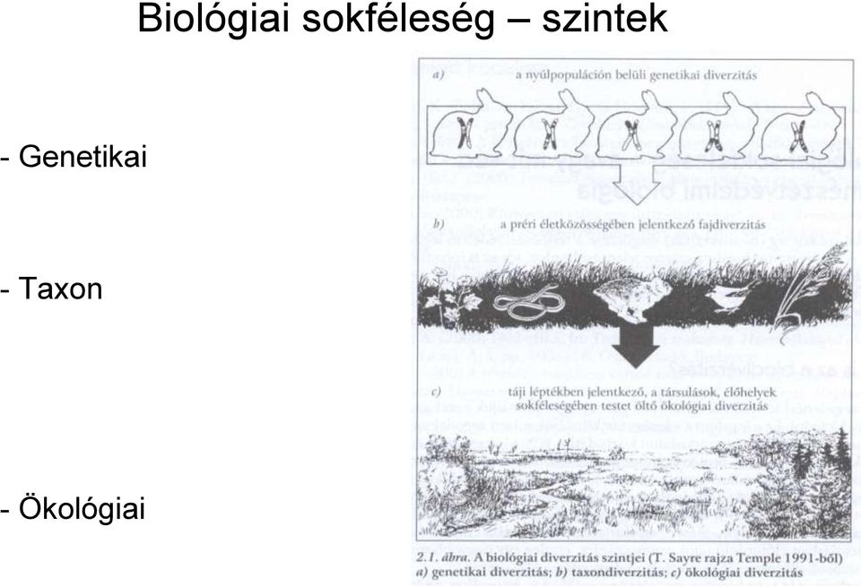 szintek -