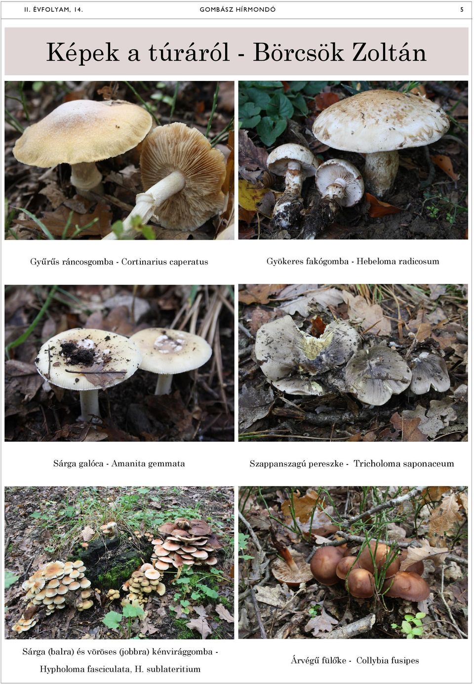 Szappanszagú pereszke - Tricholoma saponaceum Sárga (balra) és vöröses