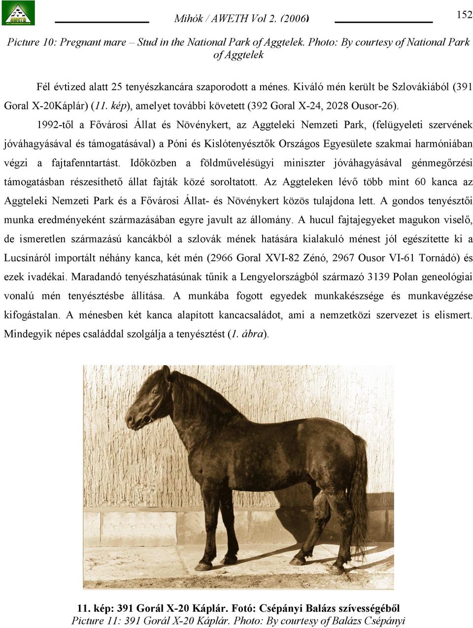 1992-től a Fővárosi Állat és Növénykert, az Aggteleki Nemzeti Park, (felügyeleti szervének jóváhagyásával és támogatásával) a Póni és Kislótenyésztők Országos Egyesülete szakmai harmóniában végzi a