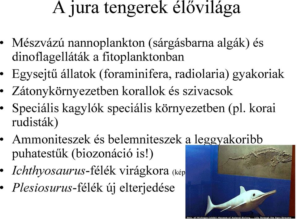 szivacsok Speciális kagylók speciális környezetben (pl.