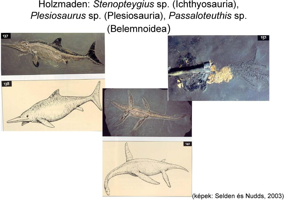 (Plesiosauria), Passaloteuthis sp.
