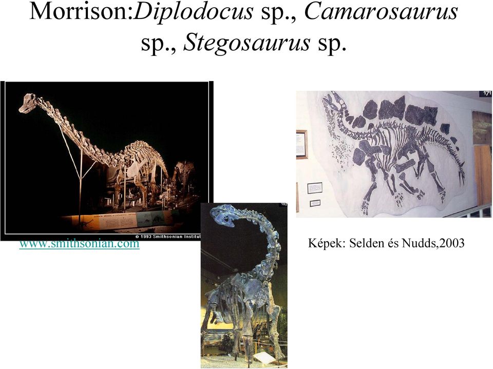 , Stegosaurus sp. www.