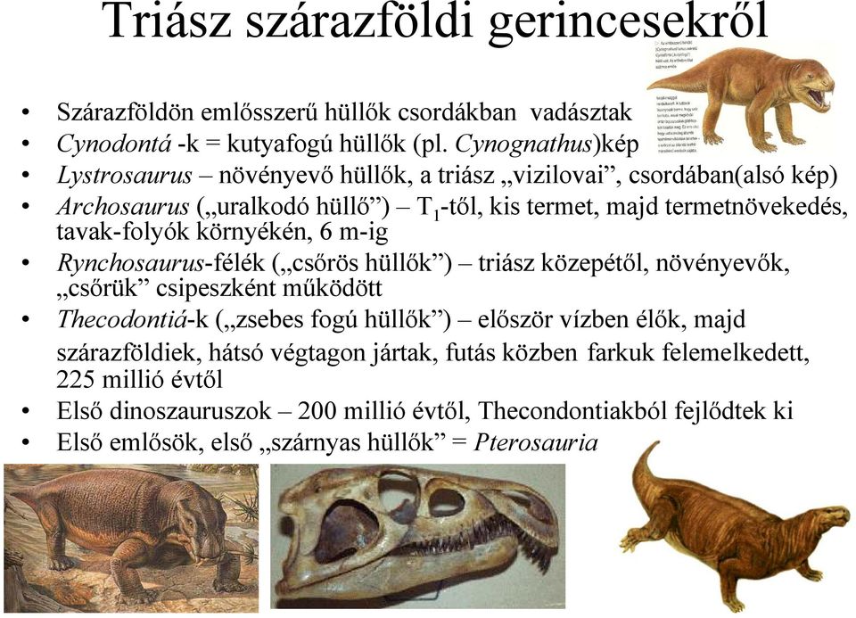 tavak-folyók környékén, 6 m-ig Rynchosaurus-félék ( csırös hüllık ) triász közepétıl, növényevık, csırük csipeszként mőködött Thecodontiá-k ( zsebes fogú hüllık )