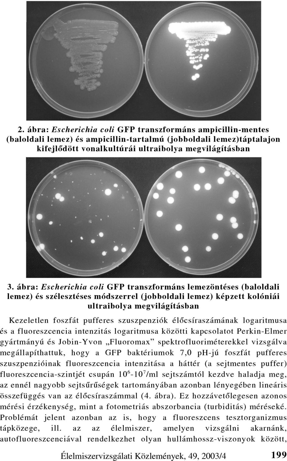 szuszpenziók élõcsíraszámának logaritmusa és a fluoreszcencia intenzitás logaritmusa közötti kapcsolatot Perkin-Elmer gyártmányú és Jobin-Yvon Fluoromax spektrofluoriméterekkel vizsgálva